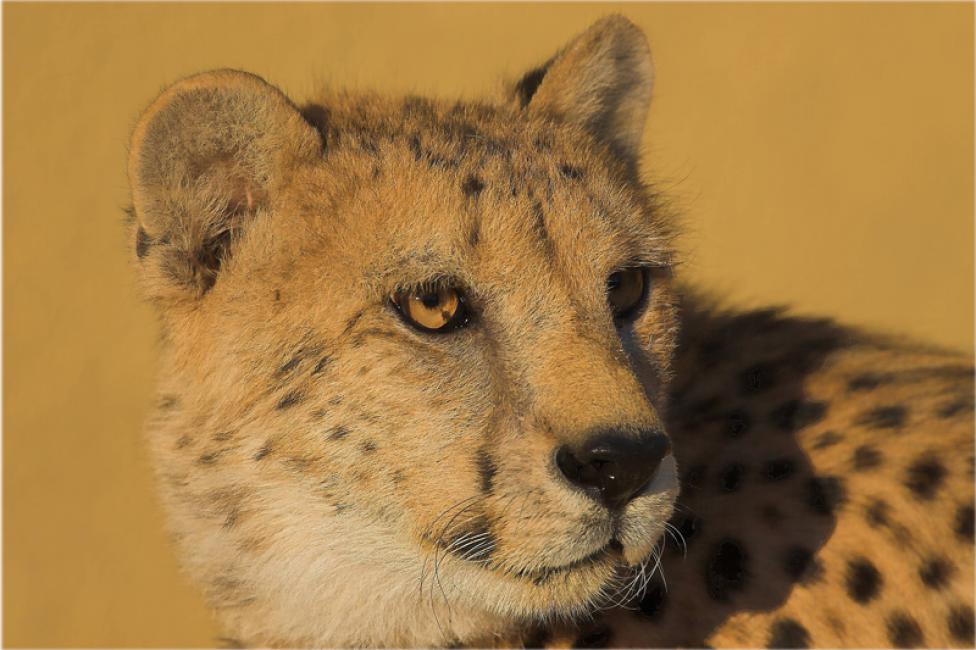 Retrato del mamífero más veloz de la tierra